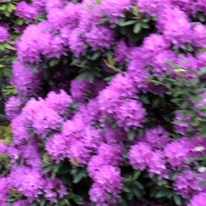 Meet your Posher, Natasha